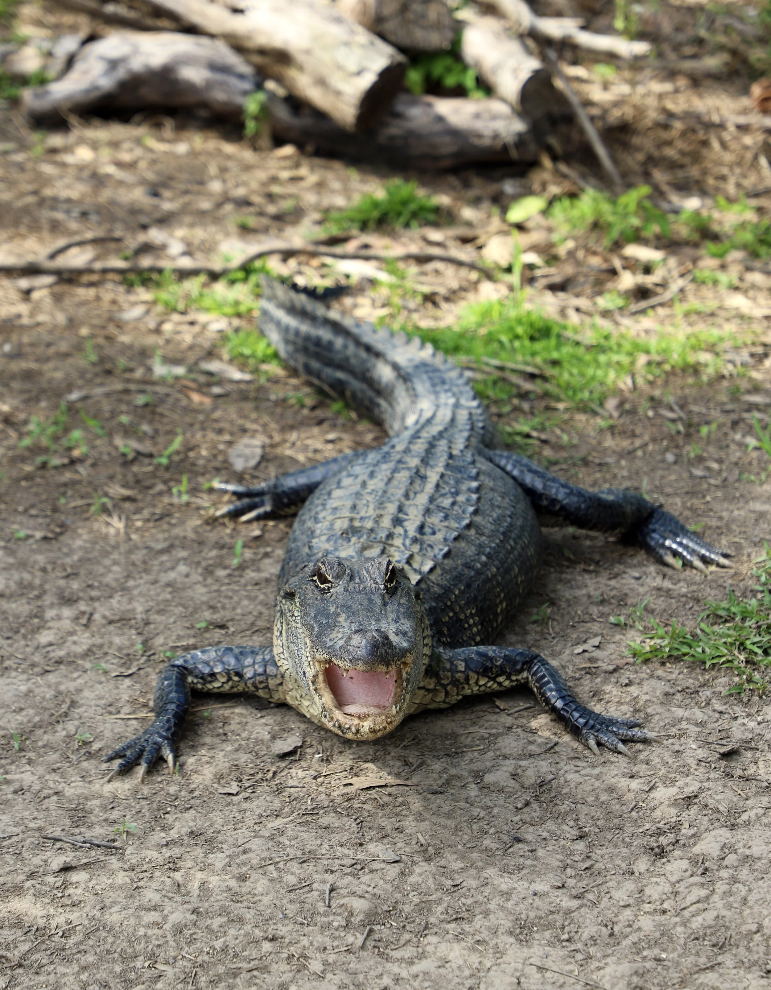  An alligator lays on a swamp bank basking in the sun with its mouth open. While the alligators look almost fake and staged, it is only when they move can you tell they are real. Alligators open their mouths in order to cool down just life a dog. It 