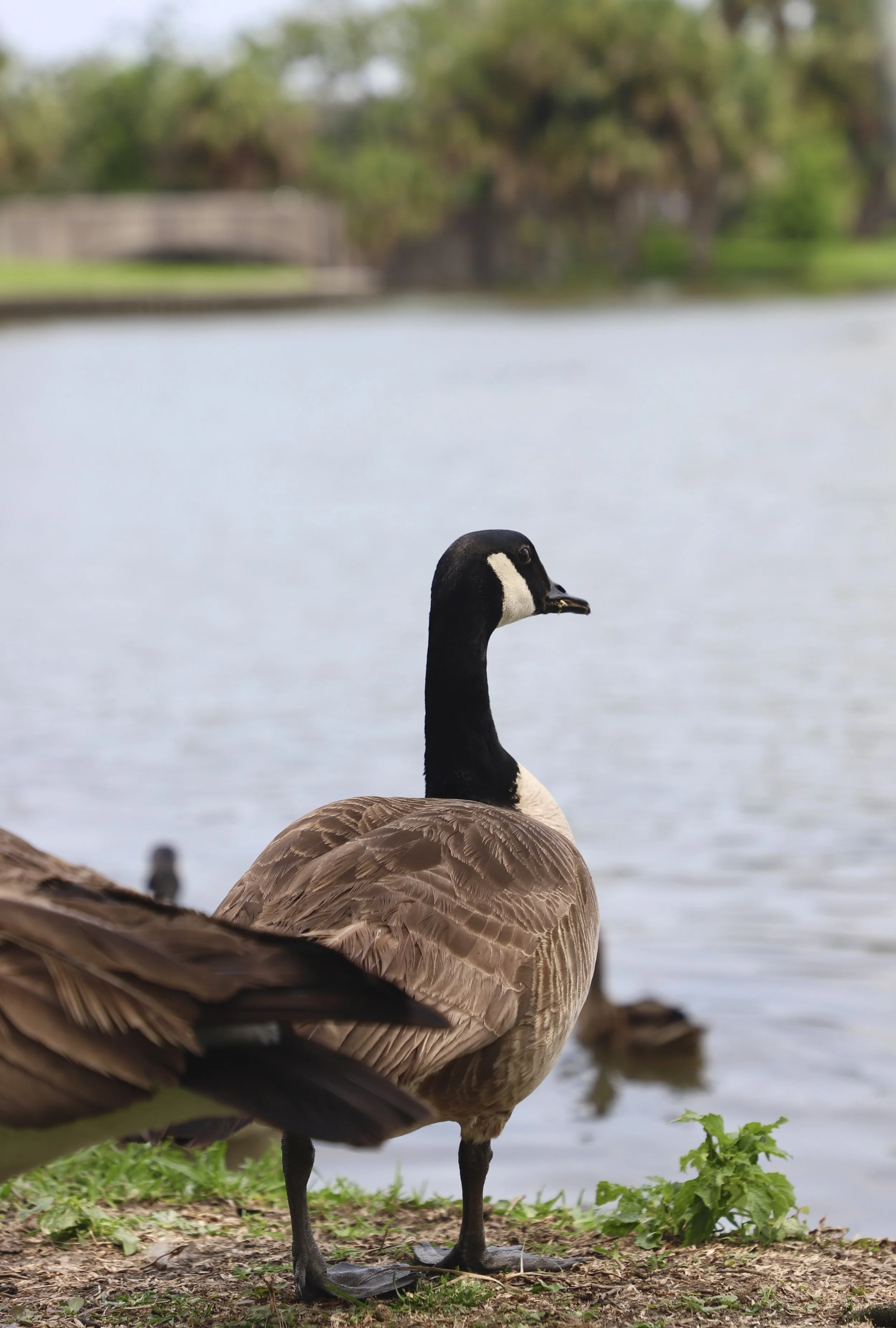  A goose stands searching for food at the bank of a pond. This little pond is just one aspect of City Park that the students got to explore.  