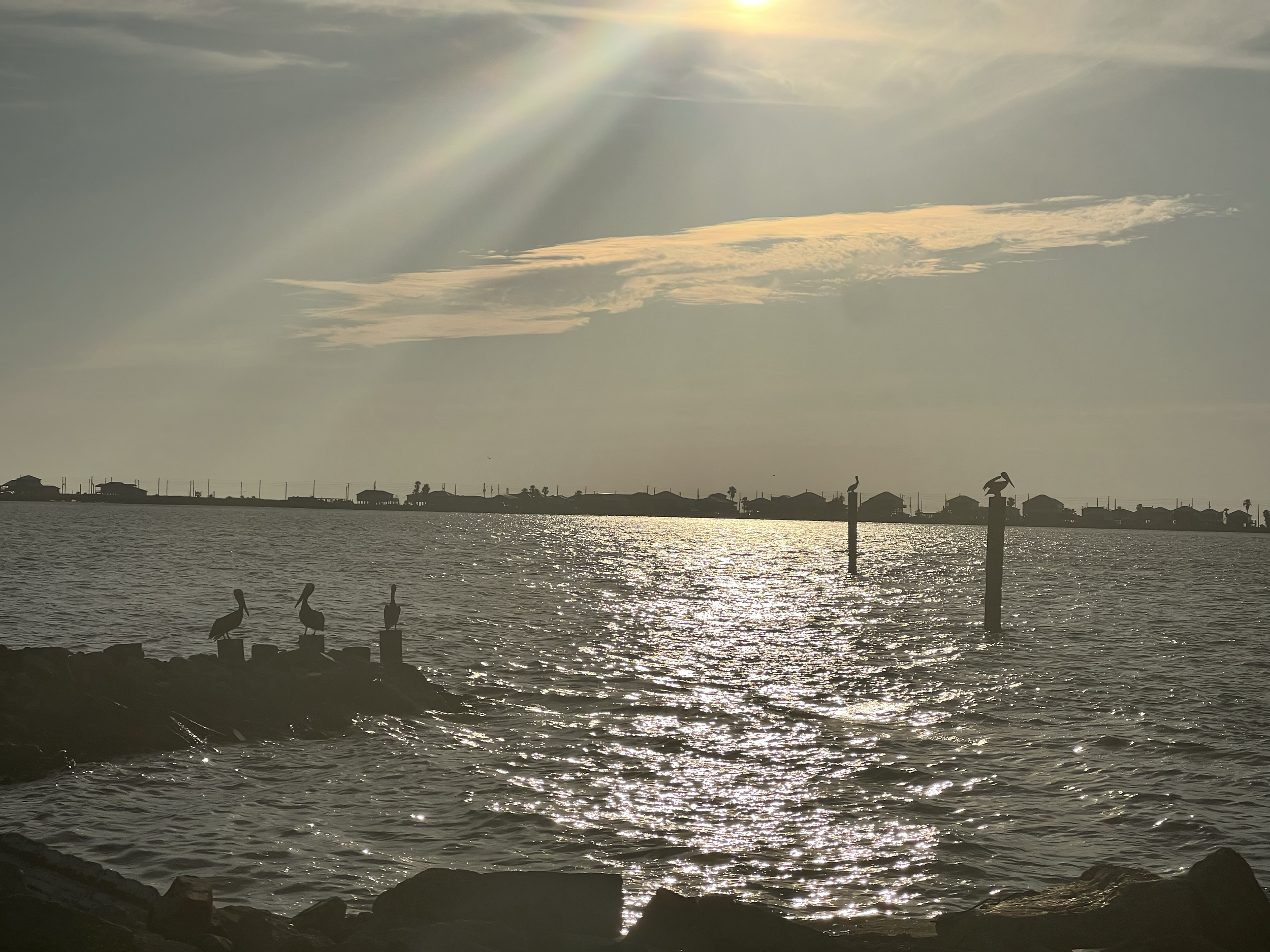 Three pelicans at the Marina.