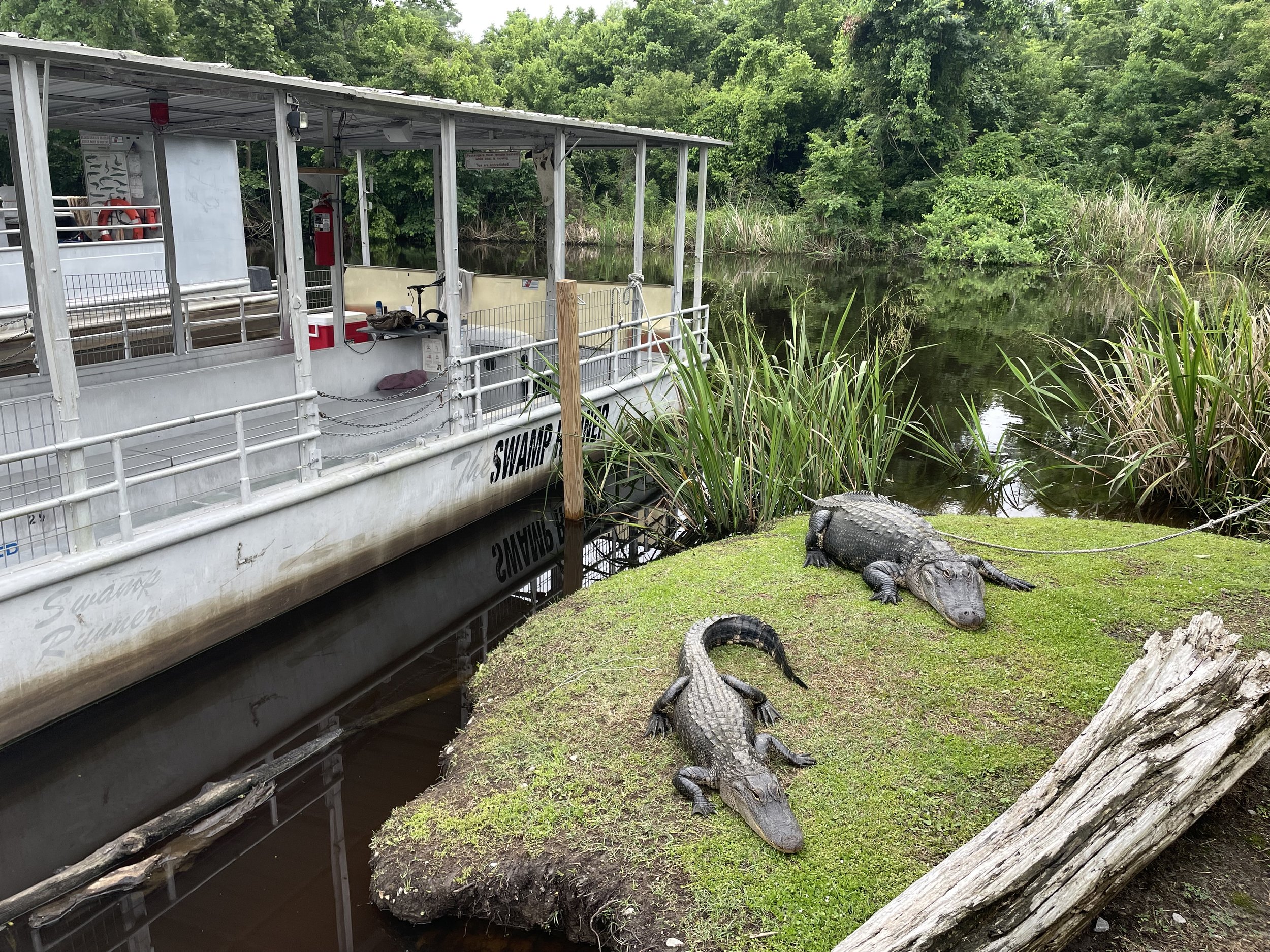 Two gators posing for a photo op