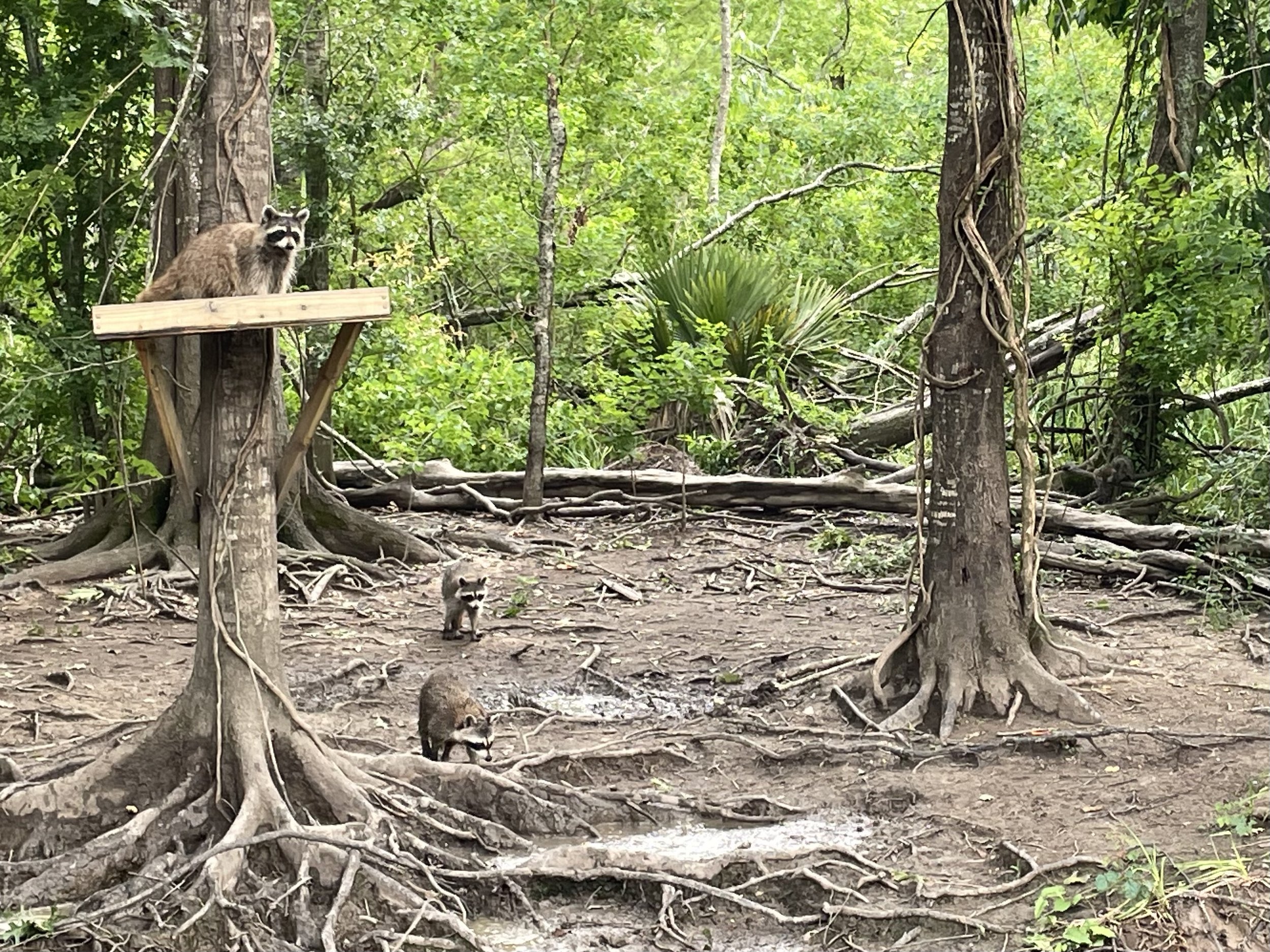 The cutest trio of raccoons