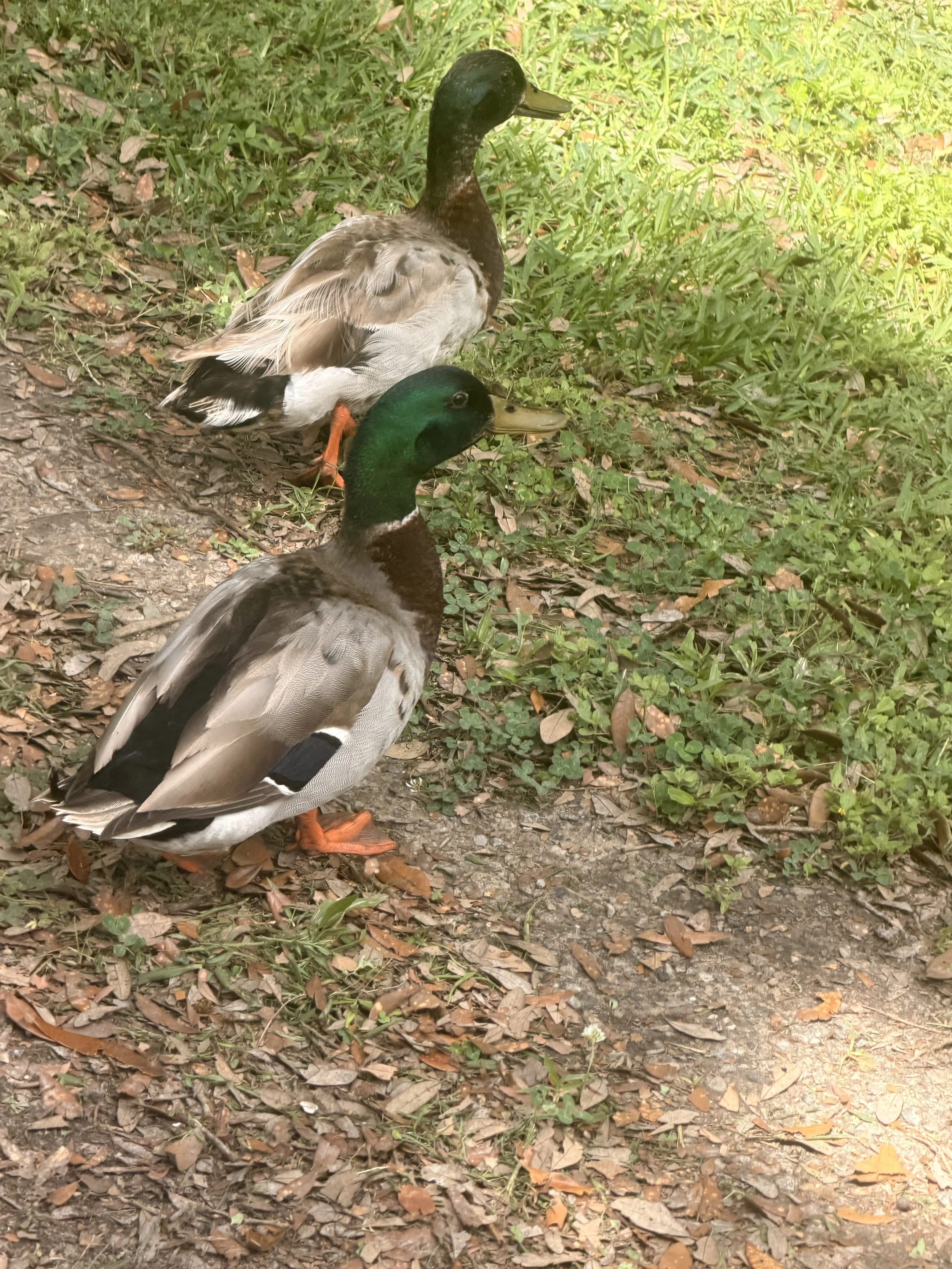 IMG_1389.jpeg