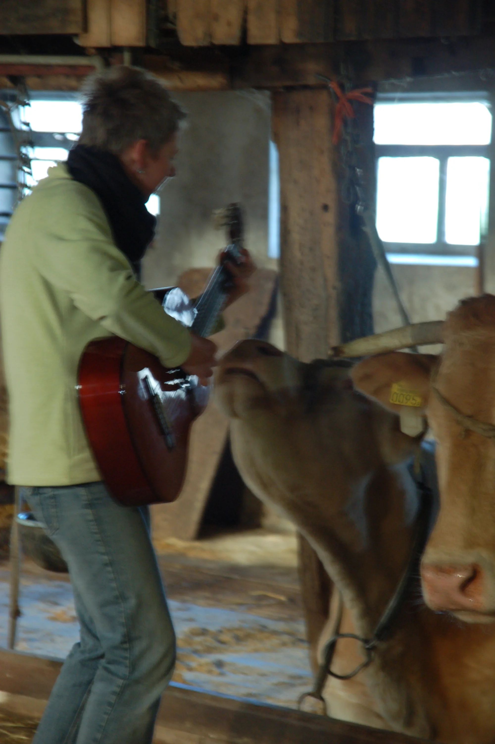 Cirkelzang bij de koeien.