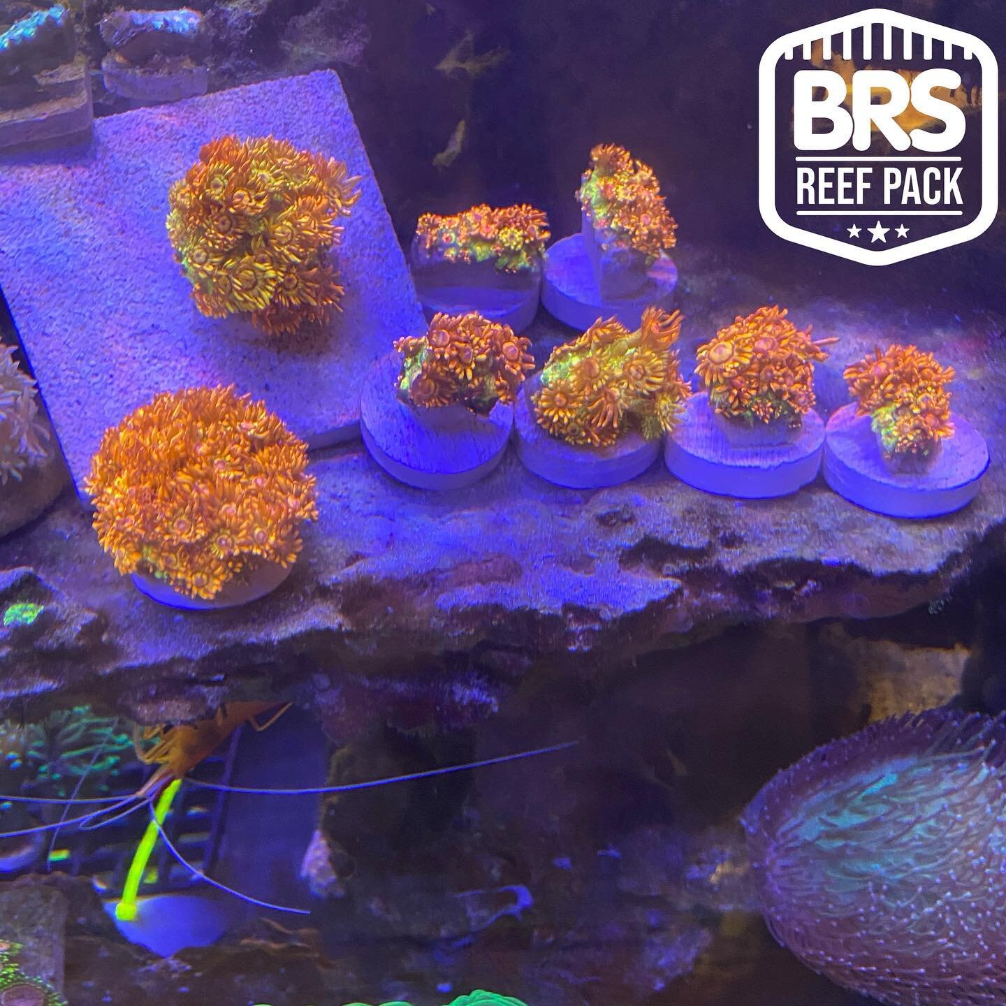 Just spotted a bunch of @uniquecorals Amazeballs Goni at @manhattanaquariums 😳. Is this a coral worth getting?
.
.
#amazeballsgoni #brsreefpack #reeftank #goniopora #gonioporacoral #saltwateraquarium #manhattanaquariums #nycreefer