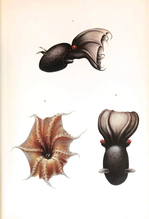 Animal-Octopus-Cephalopoda-illustration-1909-Vampire-squid.jpg