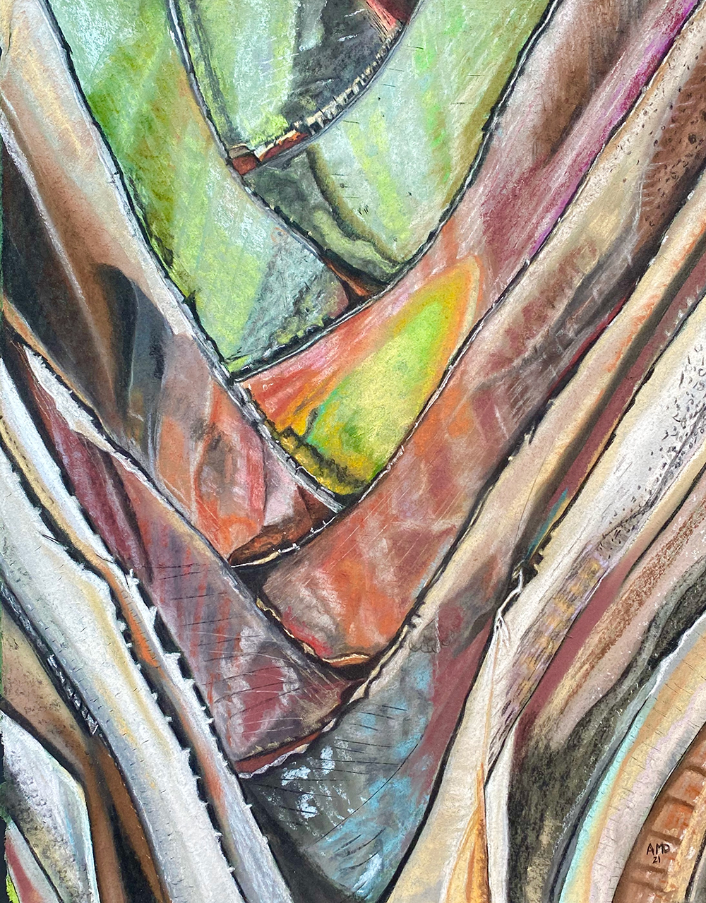 Plantain Bark 1