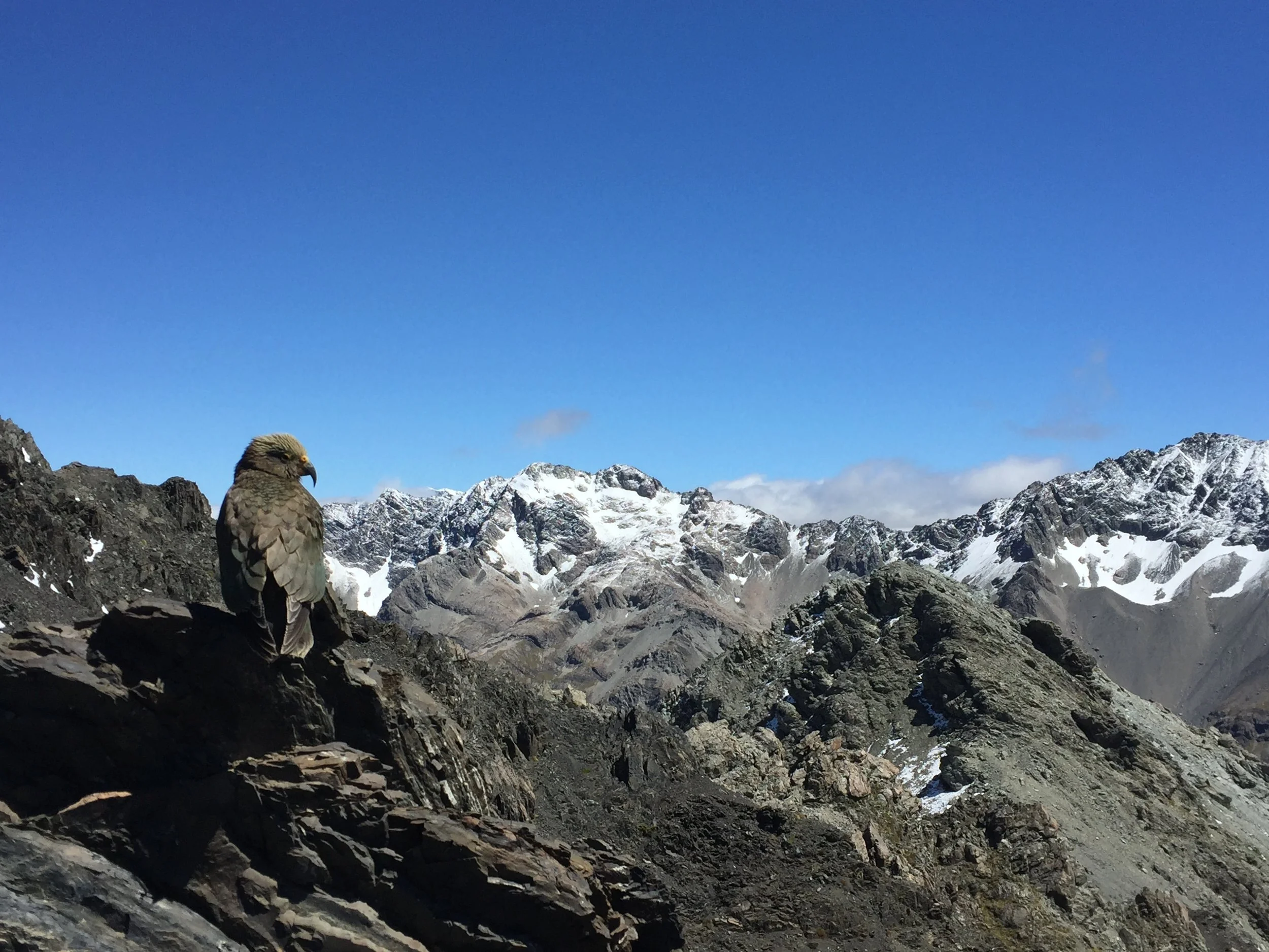 New Zealand: #KiwiFacts