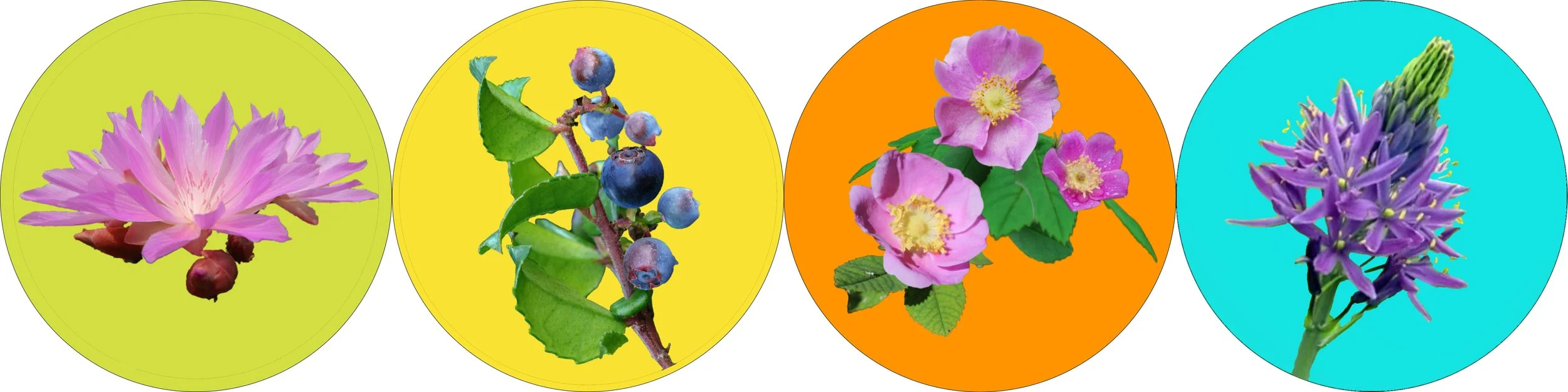 Digital mockups of the four floral panels for the Cycles public art mosaic commission, depicting flowers representing important Native American food sources, by mosaic artist Dyanne Williams