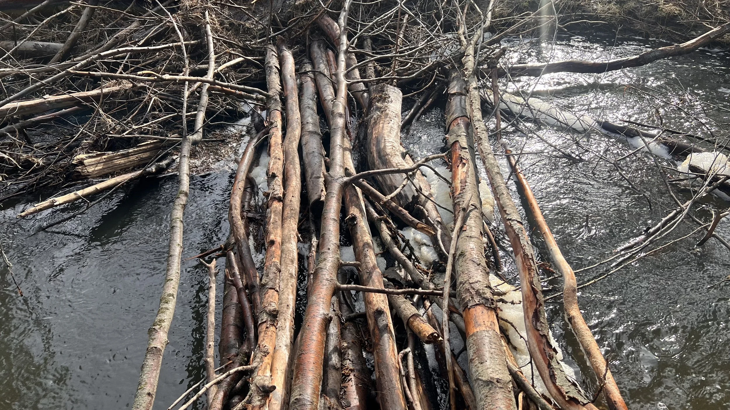 Precarious handmade stick bridge on a hiking trail near Ellensburg, Washington during the Cycles public art mosaic installation visit