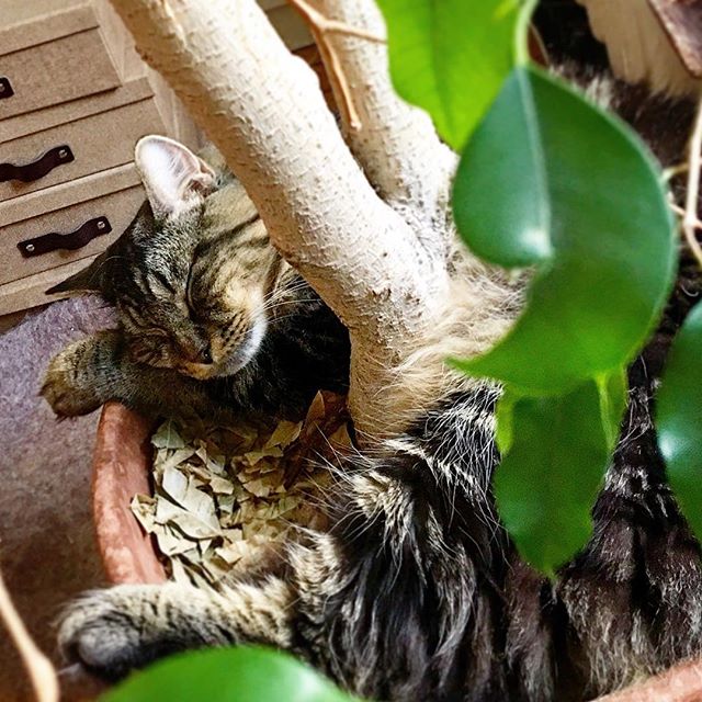 the old wrap around the tree nap. #caterday