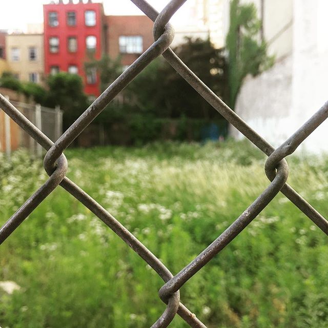 #urbanmeadow