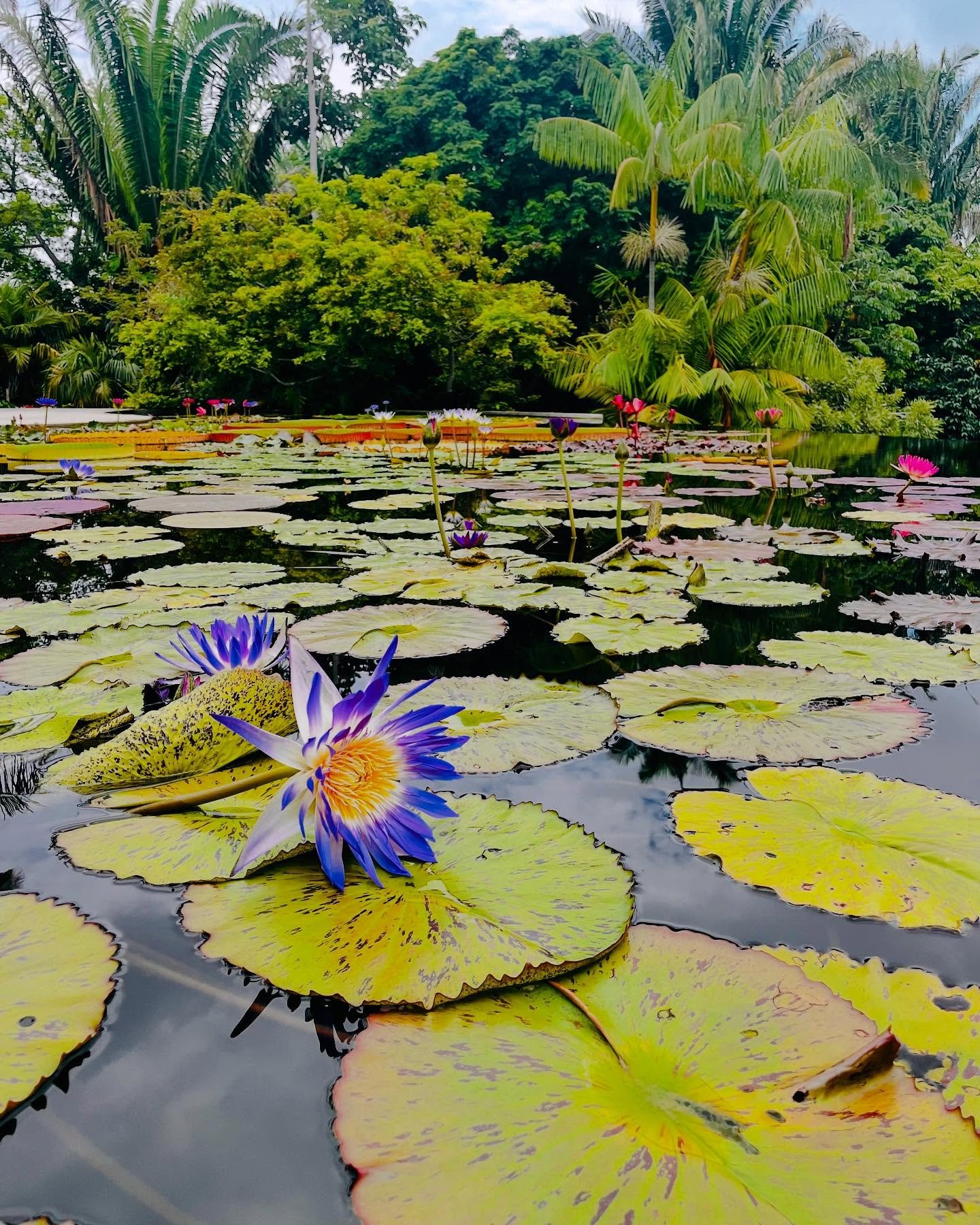 Today, My Present Heart invites you to pause and connect with the Earth—with its strength, its beauty, and its quiet wisdom. On this Earth Day, may we remember that we are not separate from nature—we are a part of it.
How is your heart ce
