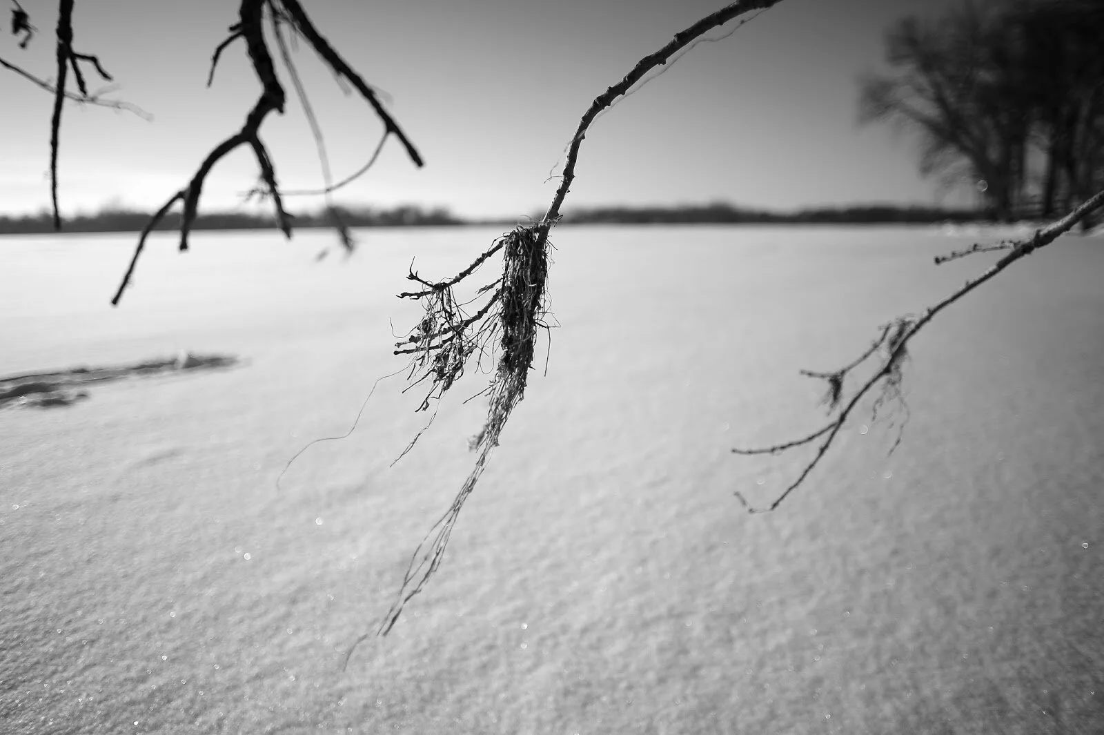 DSC_2919 F.jpg
