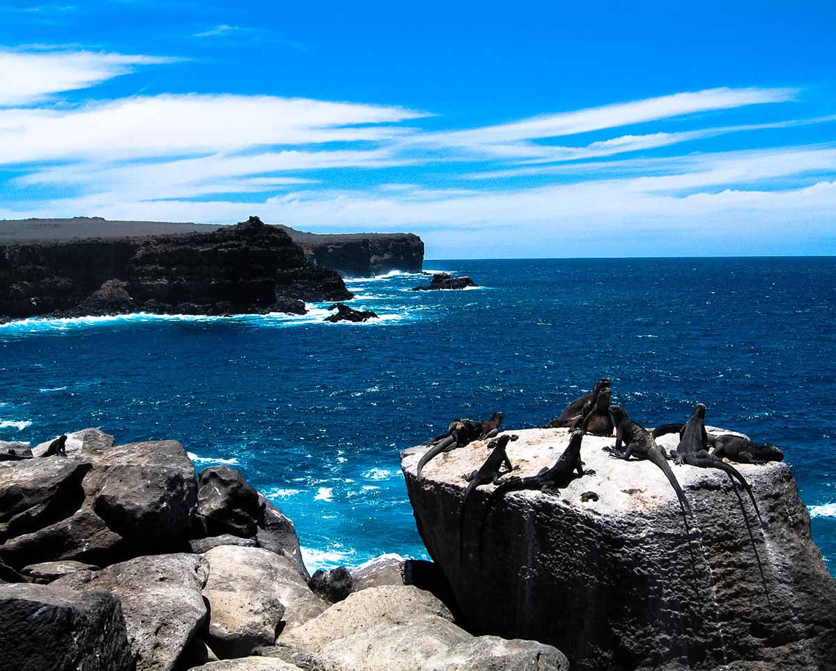 Galapagos Wildlife