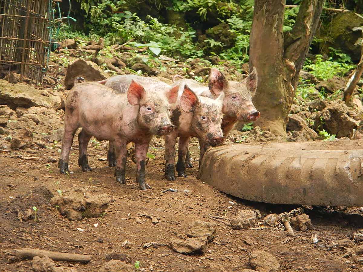 Volunteer in Galapagos