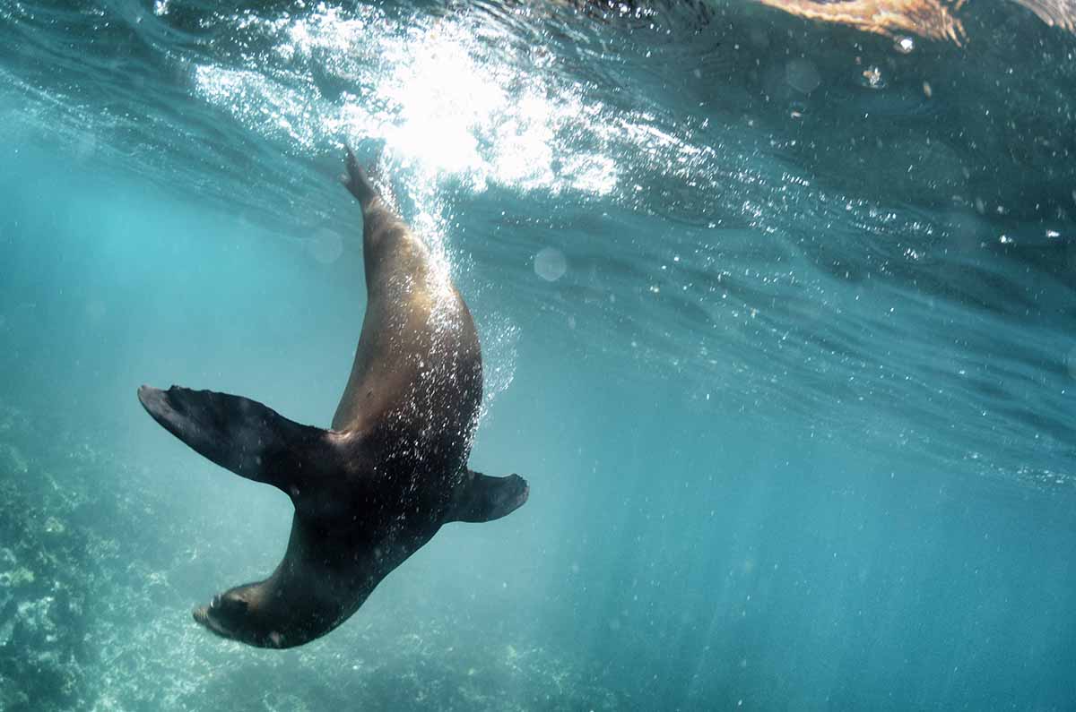  Seal playing in Galapagos 