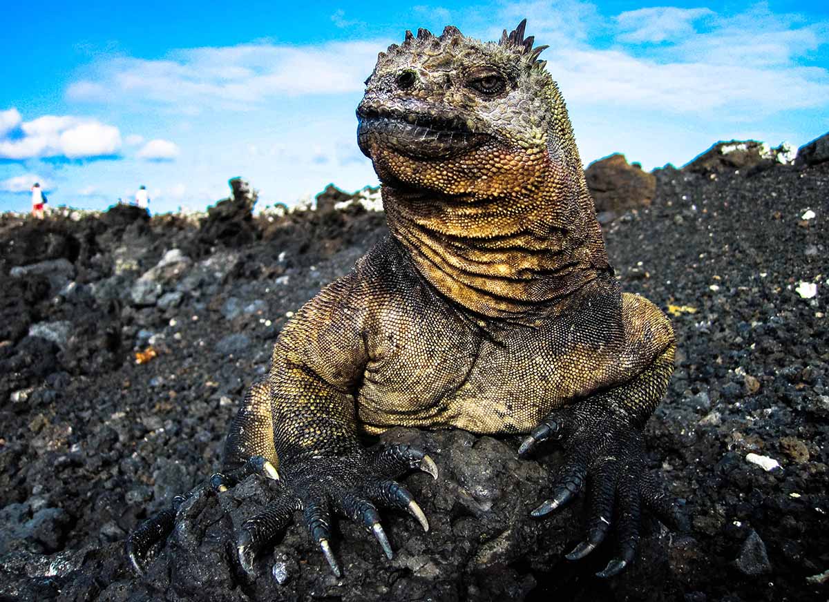  Salt Water Iguana in the Galapagos  Photo by an IOI Volunteer&nbsp; 