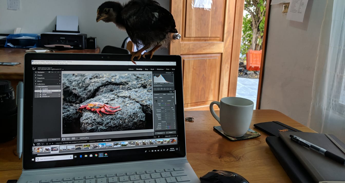 A chick rests on top of my computer as I work.