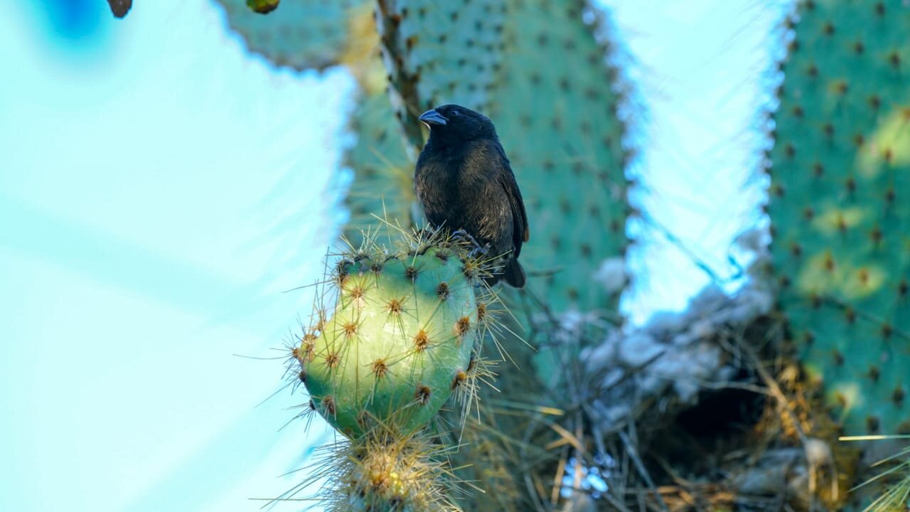  Dad standing guard over nest 