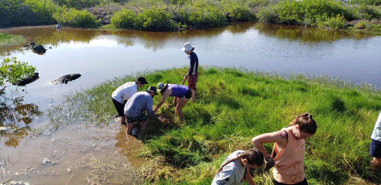 susqu invasive grass removal 2.jpg