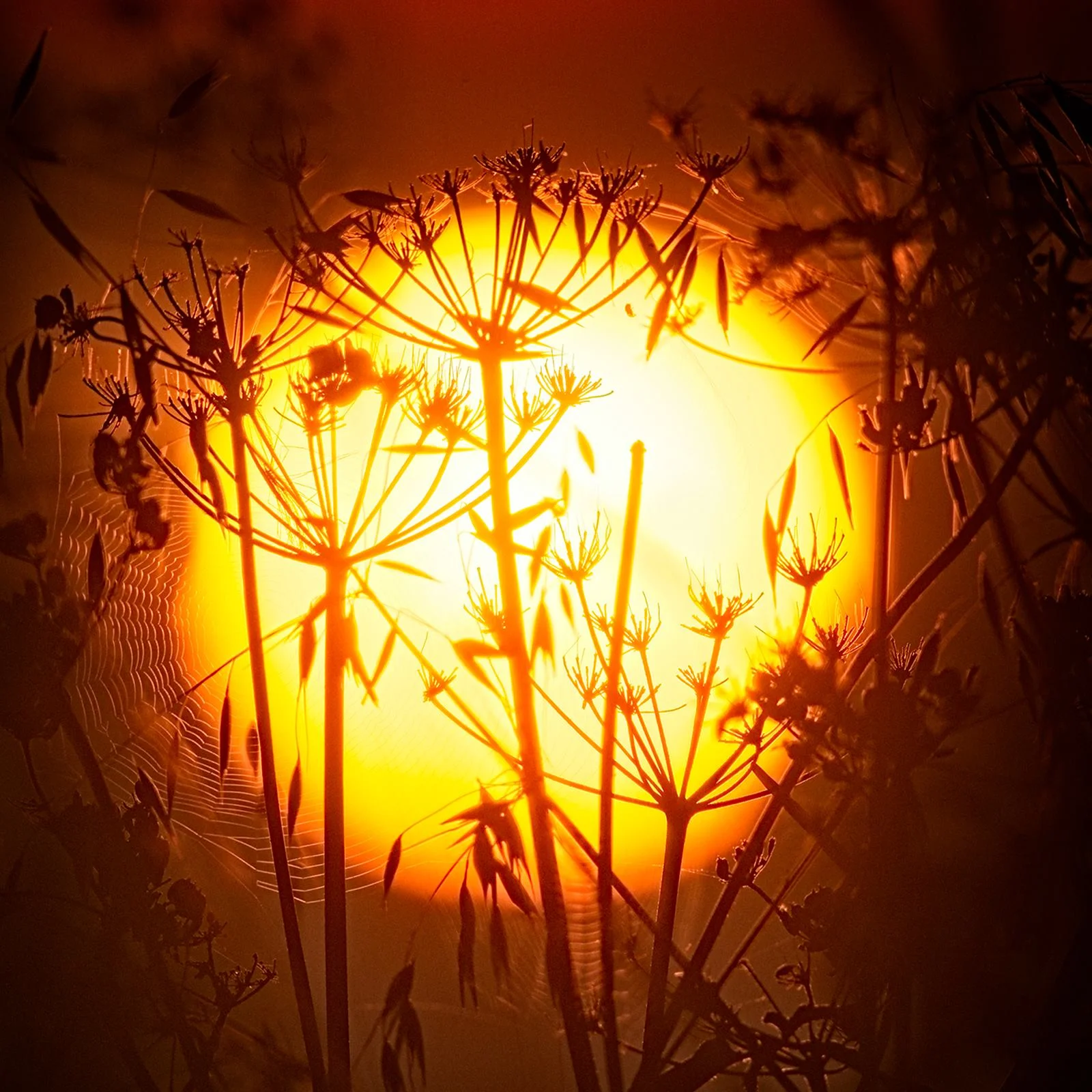 Image credit: Max Brockman-More