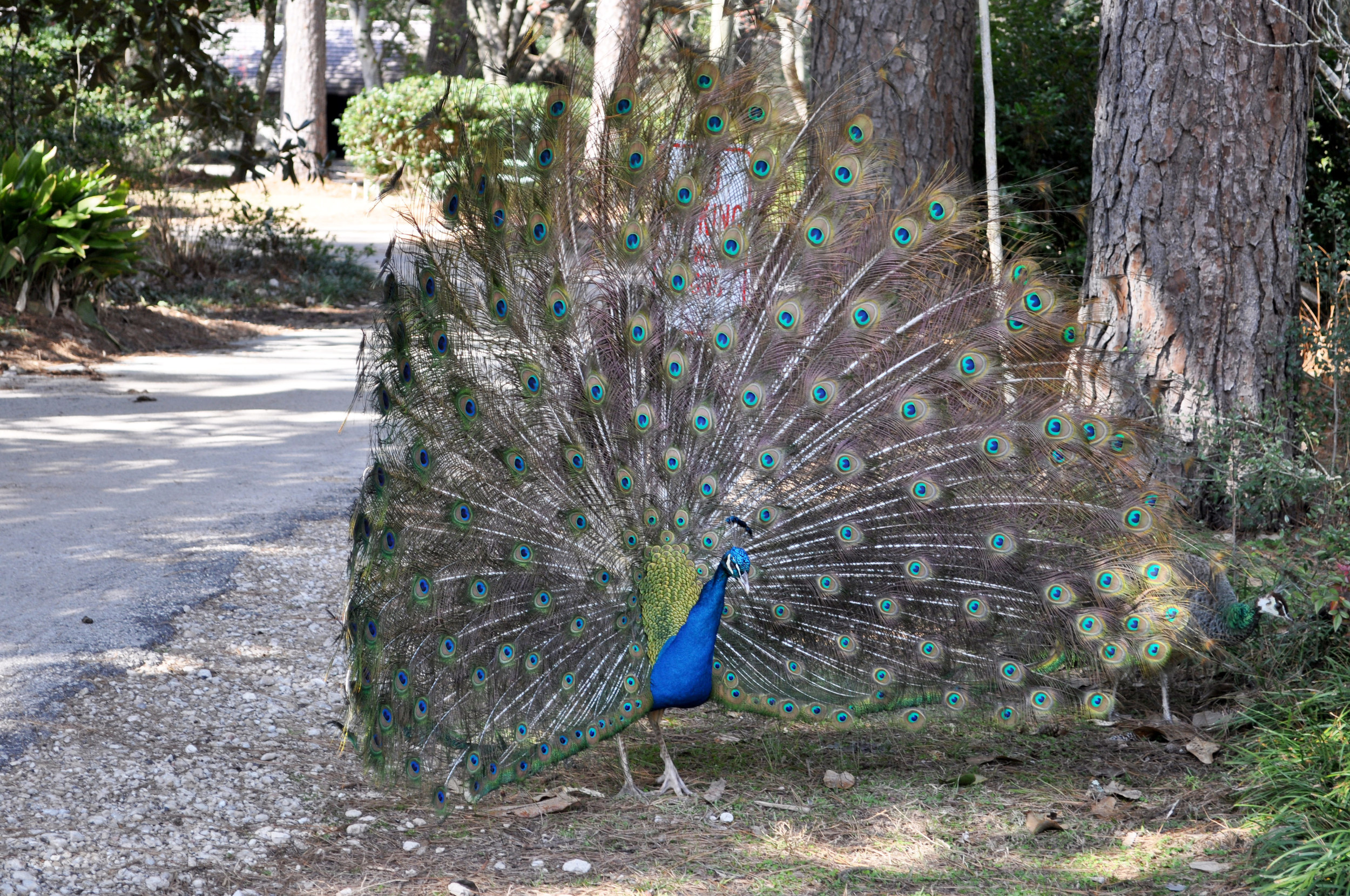Wildlife-(Peacock)1.jpg