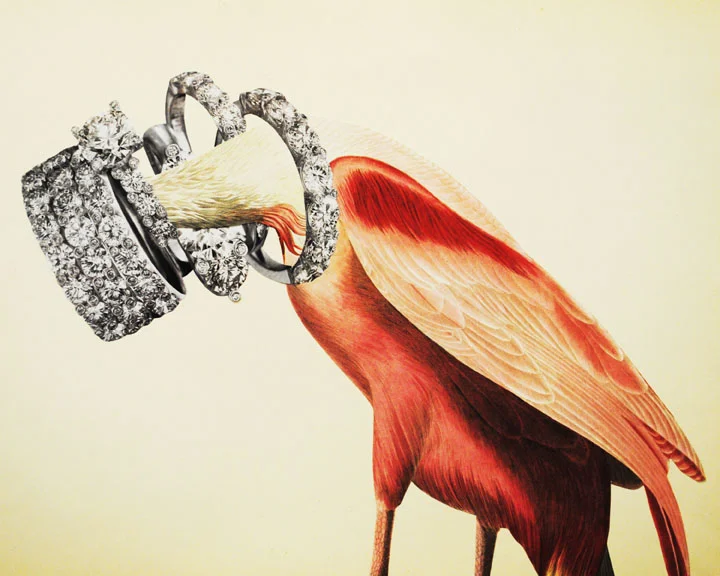 Diamond Bird, 2012