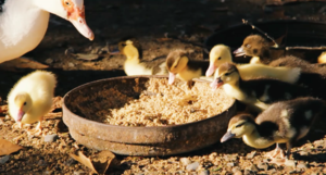 The permaculture farm is also an animal sanctuary Photo Credit: Natural Vegan