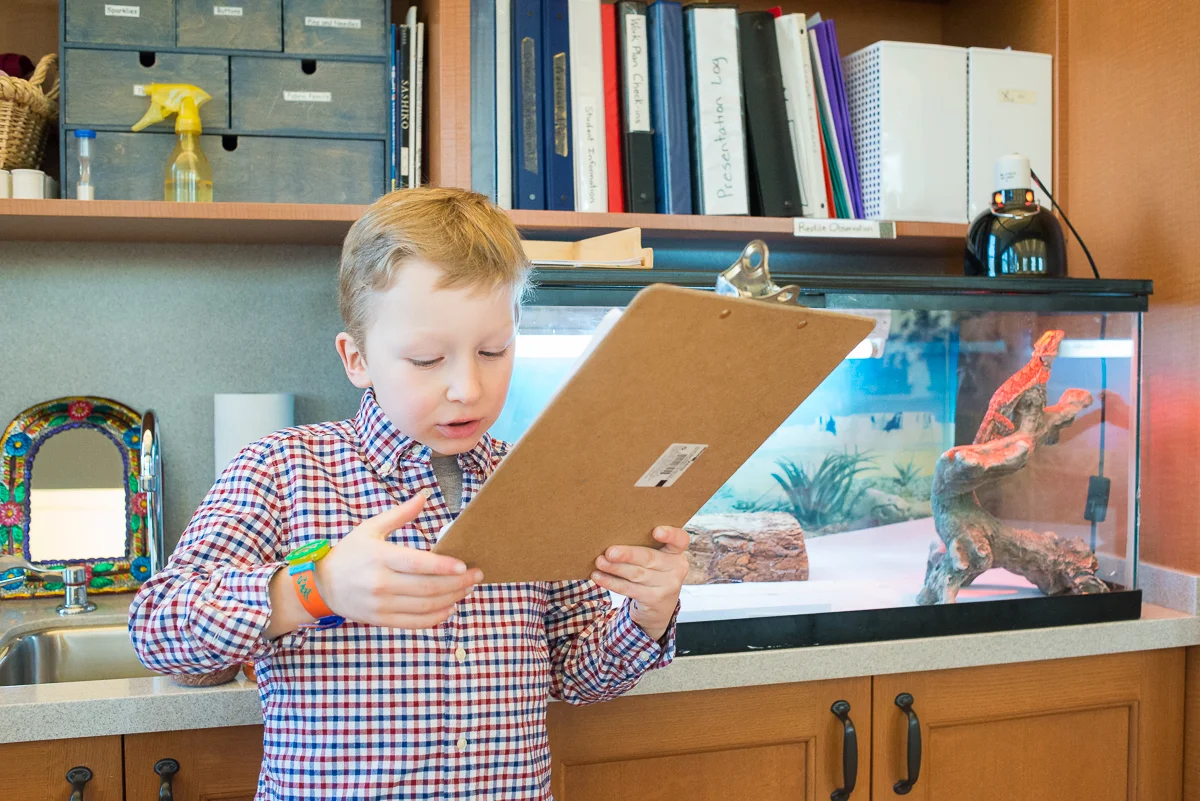 Spot ~ The yellow bearded dragon. Chiaravalle Montessori , Evanston