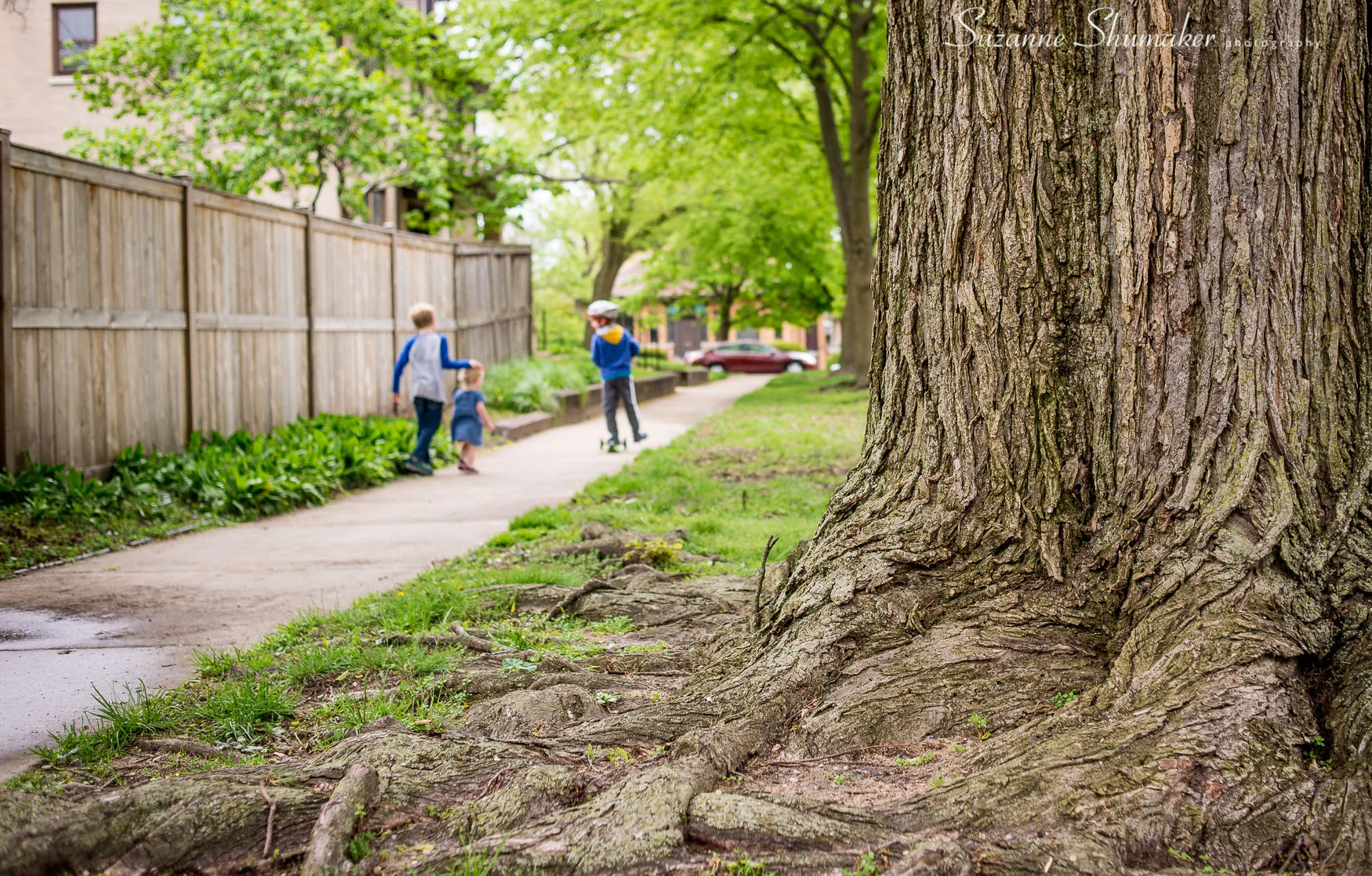 Evanston is a Tree City !