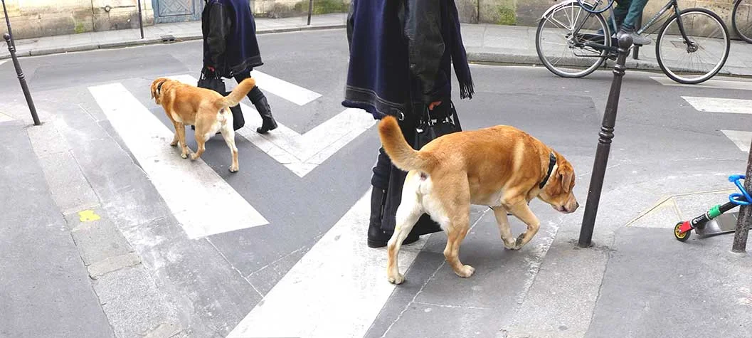 Perceptual-Identity of Street and Stage VII