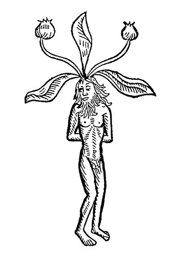14th Century, Mandrake Man