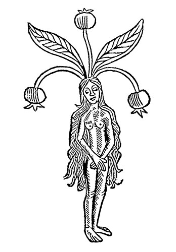 14th Century, Mandrake Woman