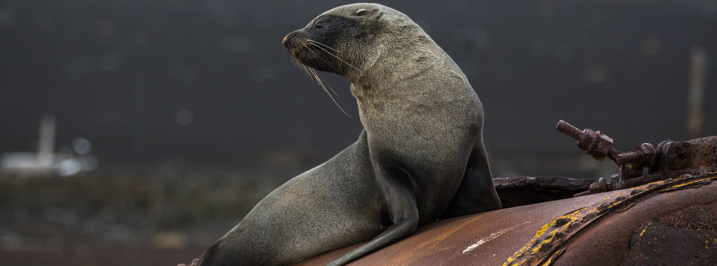 SPARRING SEALS 