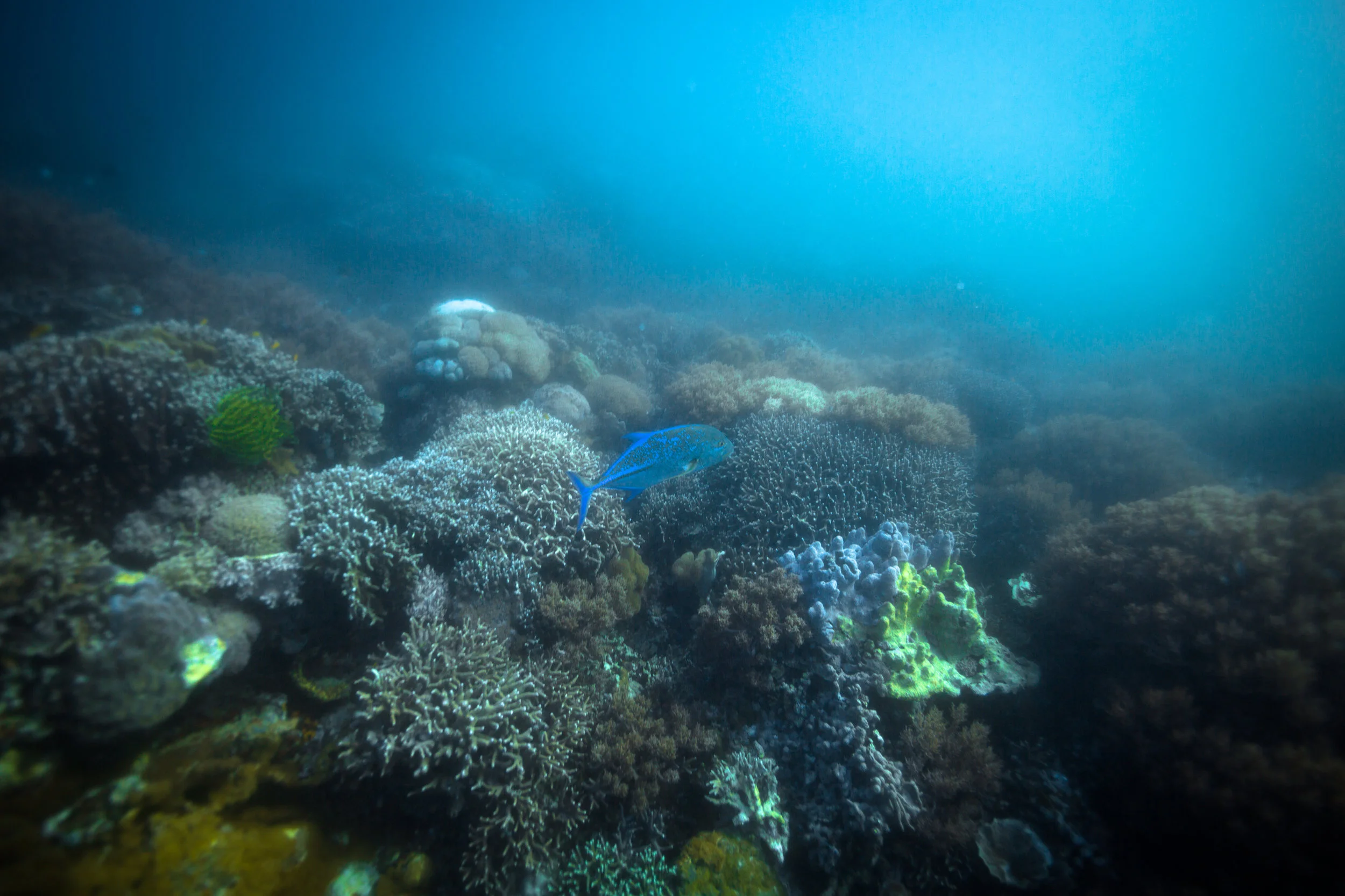 Rock Point, Apo Island
