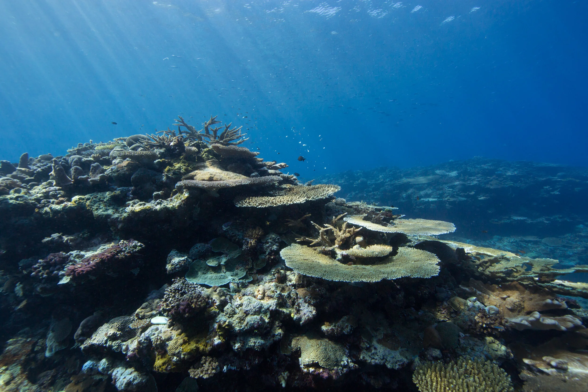 Healthy corals at Mbigo Mbigo Reef.