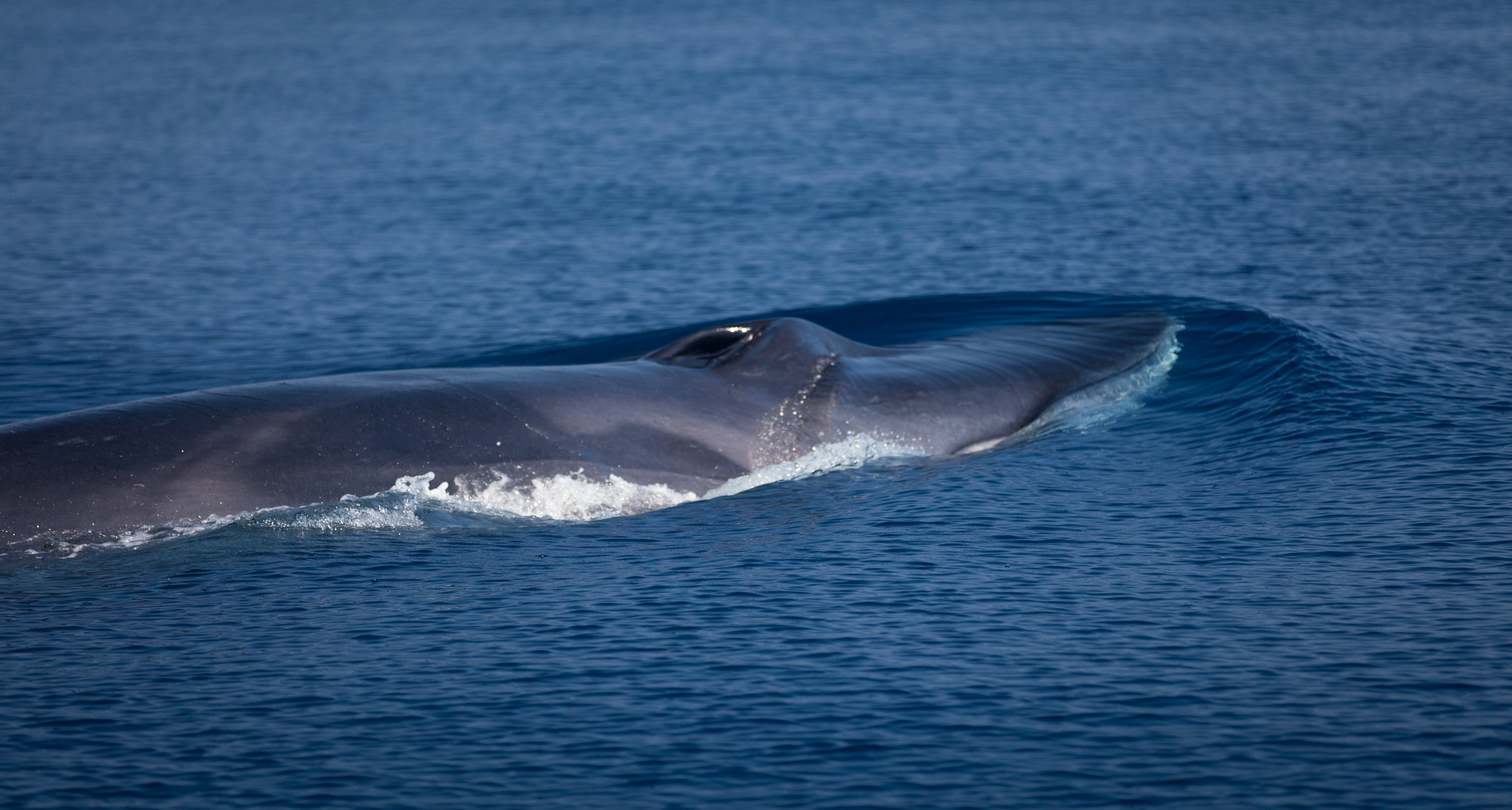 CHASING GIANTS IN THE BLUE - PART 1