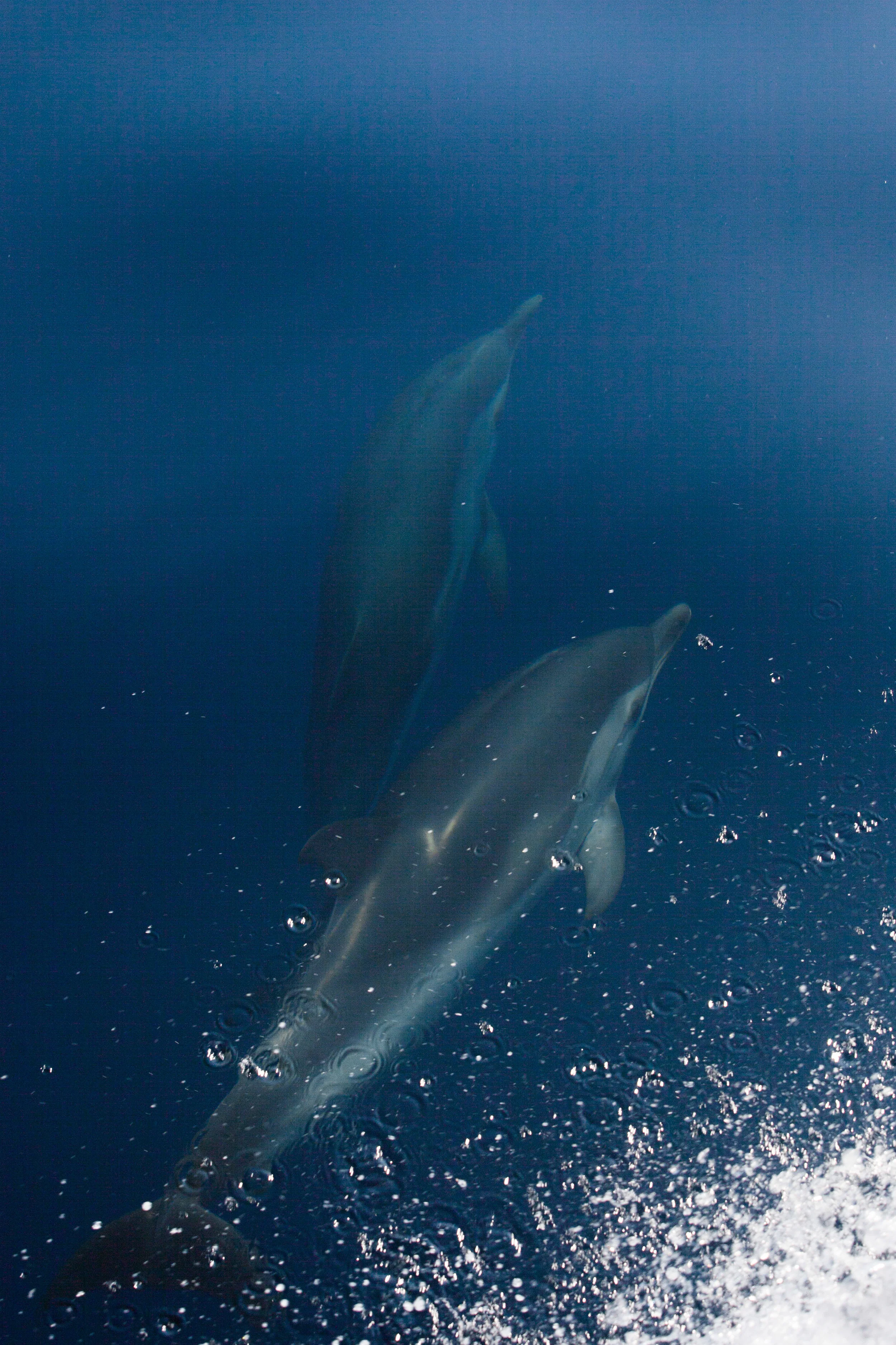 After departing Sanremo, we had a sighting of striped dolphins.