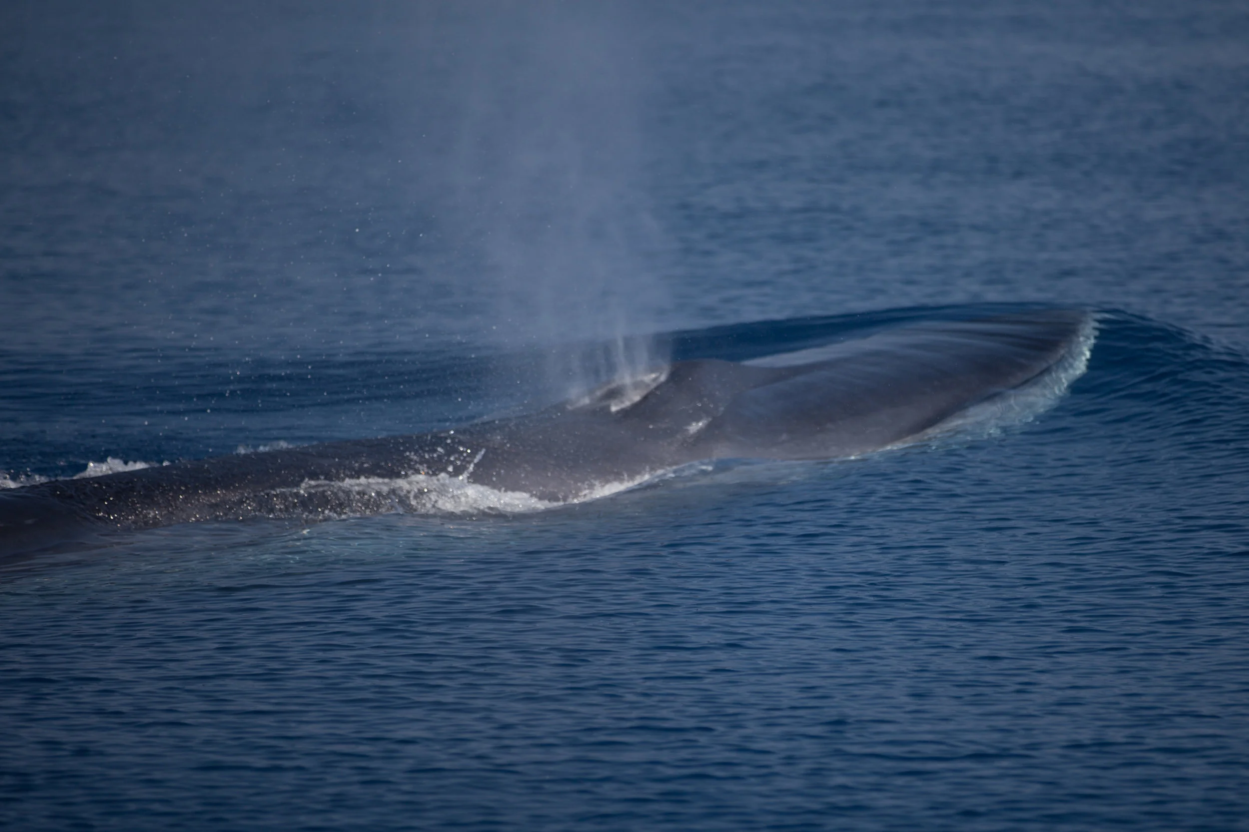 Only once did the fin whales come close enough to the Pelagos, enabling us to take a close up photo of its giant head.