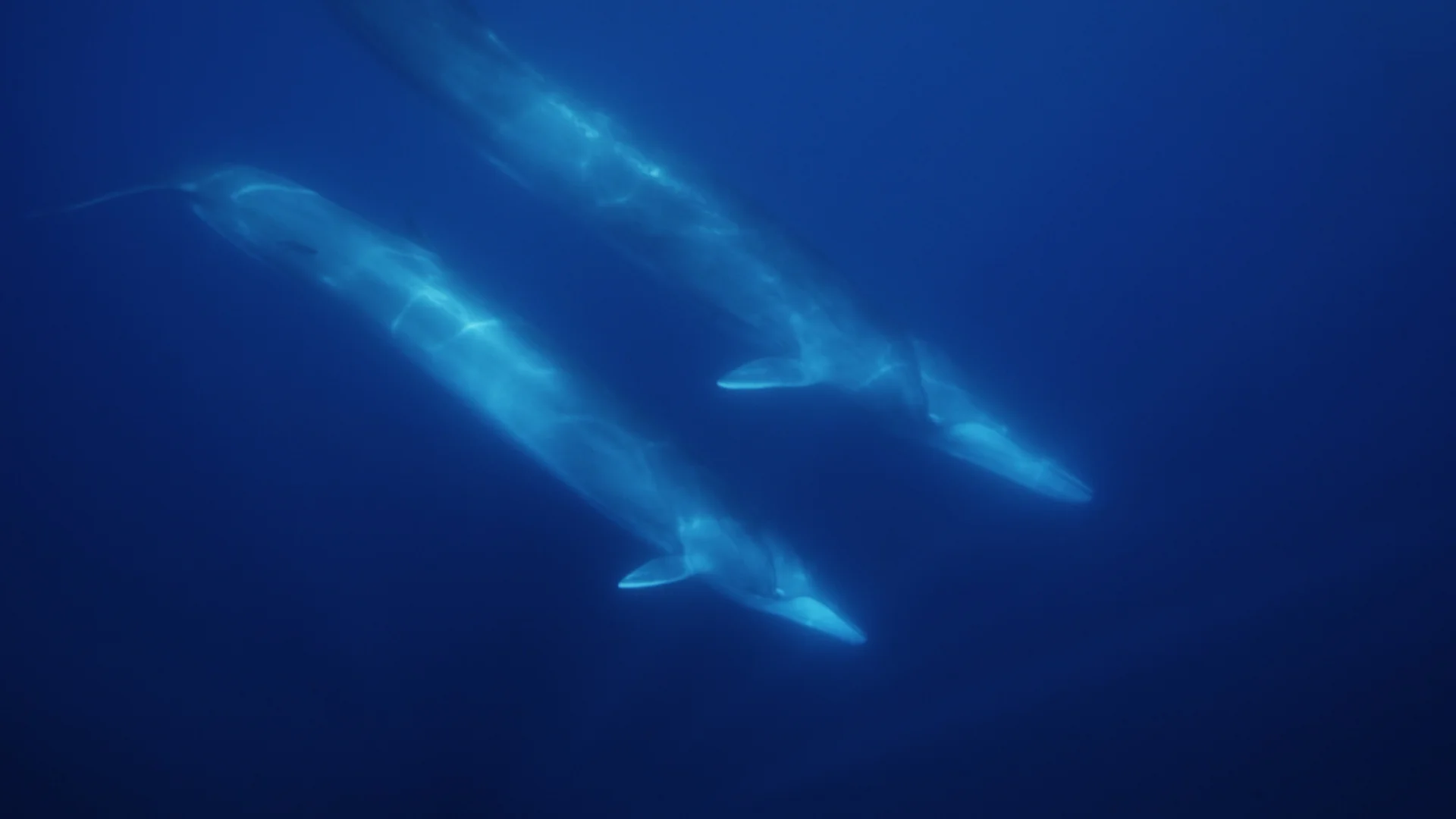 A screen grab from the moving image Co-Director James Sherwood shot of the fin whale.