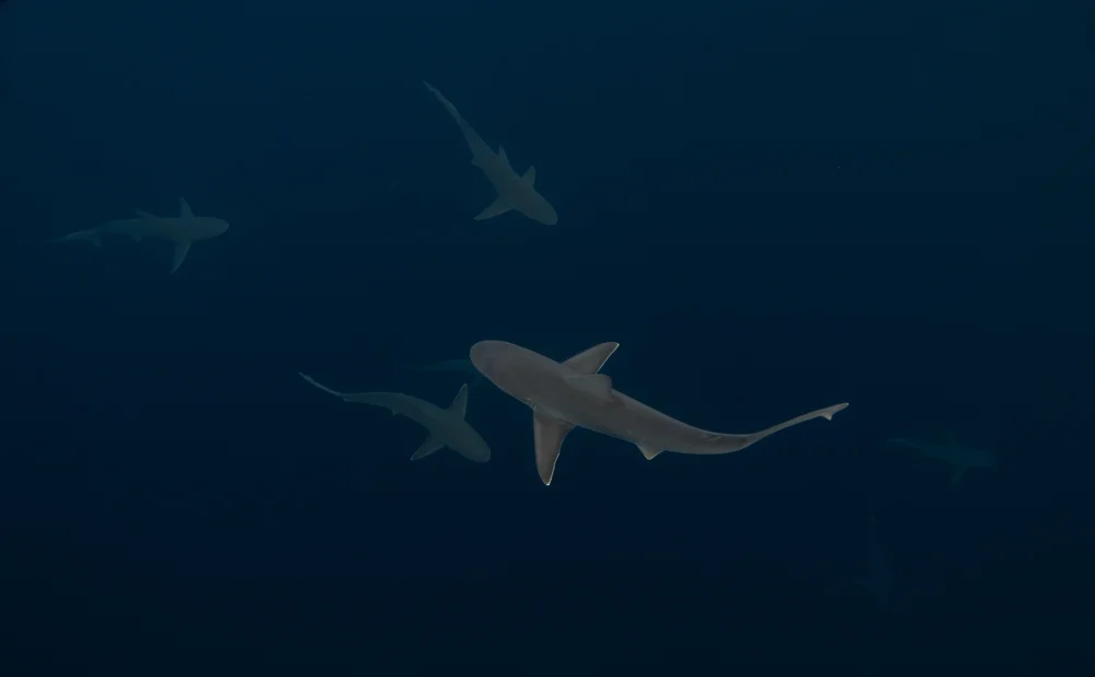 According to Oceana , fins from as many as 73 million sharks enter the global shark fin trade each year. (Before we met with Mike, we took this photograph of a school of sandbar sharks offshore from Oahu in Hawaii, USA).