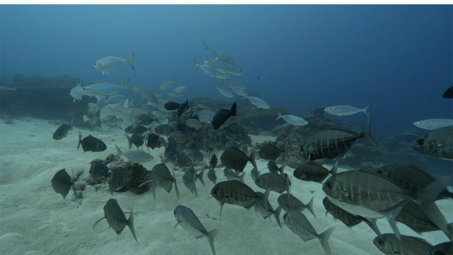 A screen shot of the school of trevally.