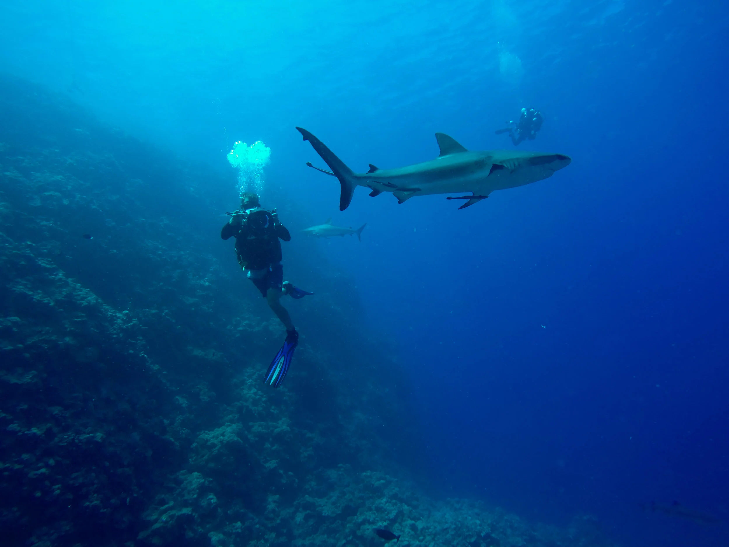 Co-Director James Sherwood filming a reef shark in the Coral Sea, 2015.