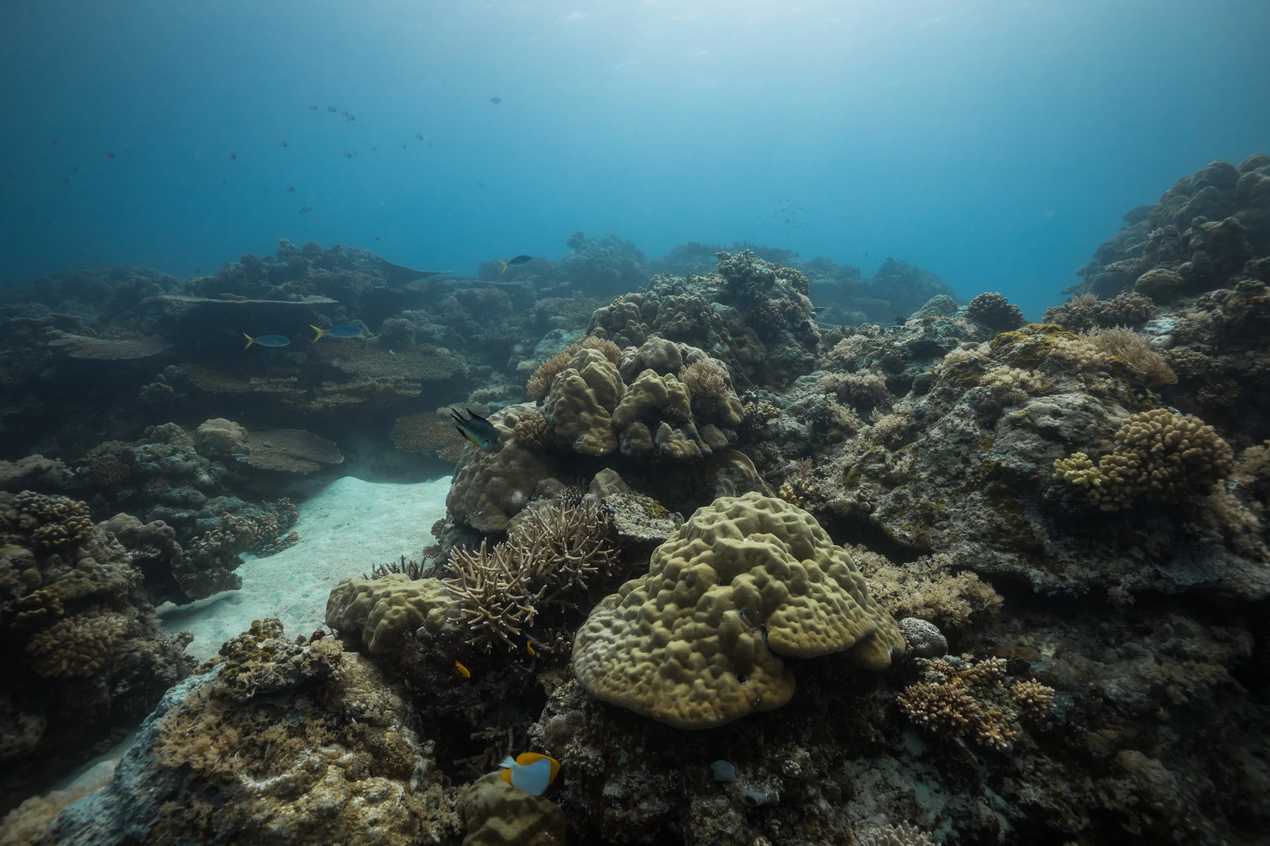 Although we arrived at a time when the visibility was low for what we hoped for filming, we marvelled at the beauty of Palau's underwater world.