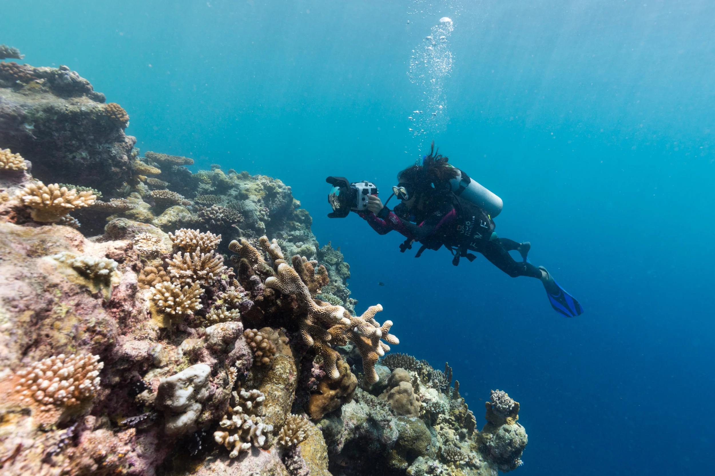 Palau has some of the most healthiest reefs in the world.