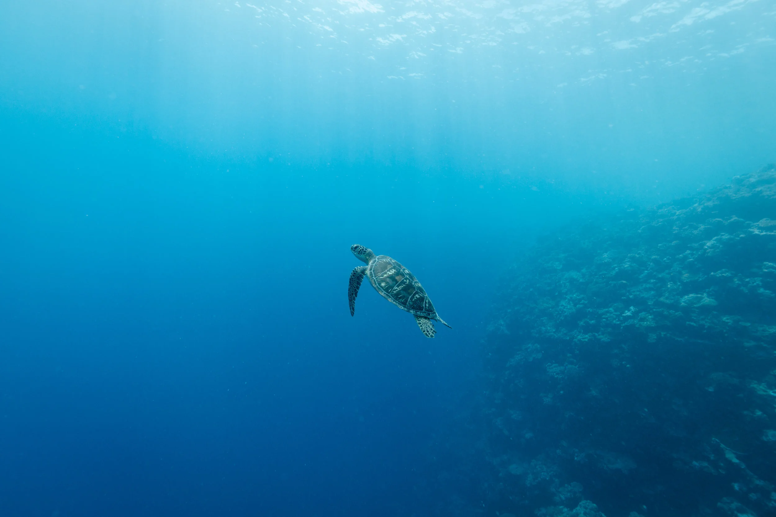 A green sea turtle.