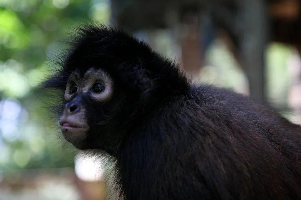 A rescued spider monkey from the pet trade.