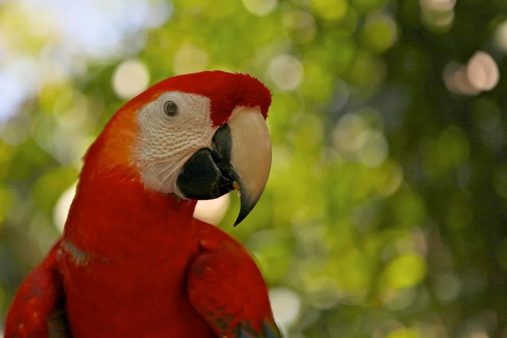 A macaw rescued from the pet trade.