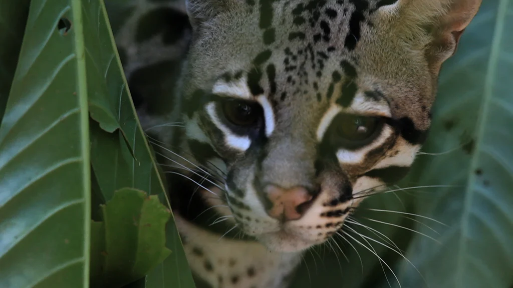 Ocelot_Corcovado's dark secret © James Sherwood - Bluebottle Films.jpg