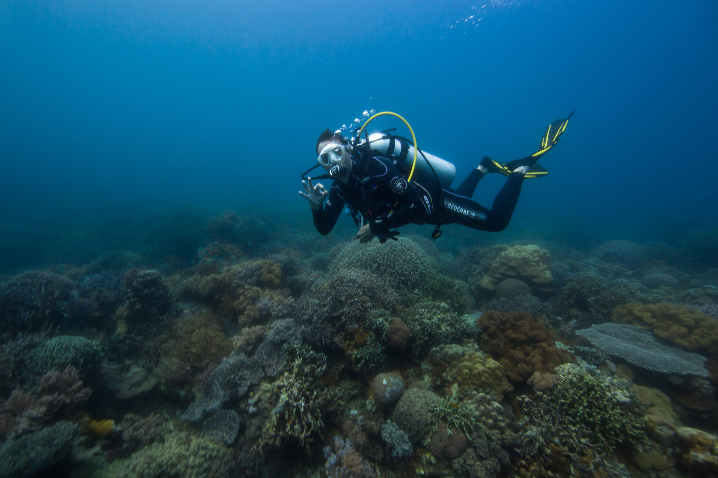 Plongeurs du Monde - Apo Island © Danielle Ryan, Bluebottle Films.jpg